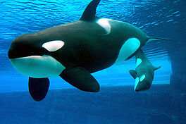 Marineland - Agrandir l'image (fenêtre modale)
